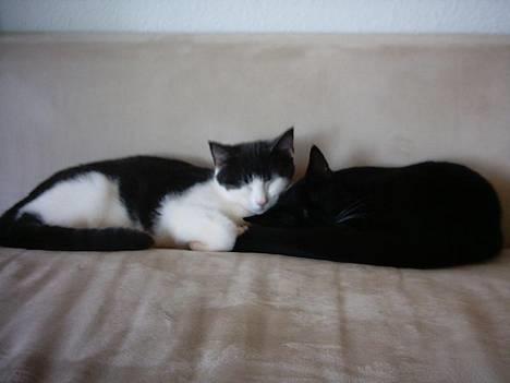 Huskat Benjamin - Fred og idyl :) billede 8