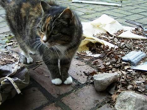 Blanding af racer Ganja billede 7