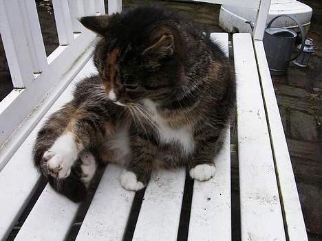 Blanding af racer Ganja billede 8