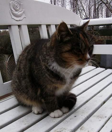 Blanding af racer Ganja billede 9