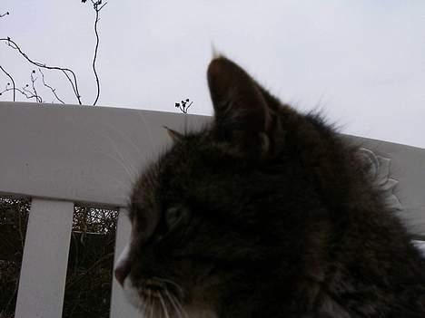 Blanding af racer Ganja billede 10