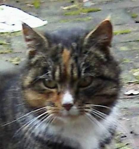 Blanding af racer Ganja billede 11