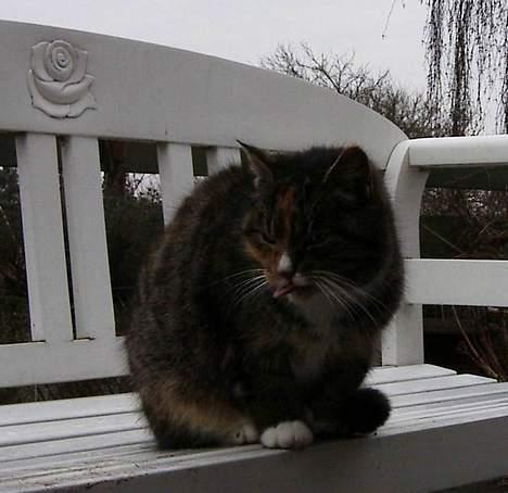 Blanding af racer Ganja billede 12