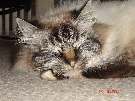 Hellig Birma EinsteinDØD :'( - Her for Einstein sin skønhedssøvn. billede 1