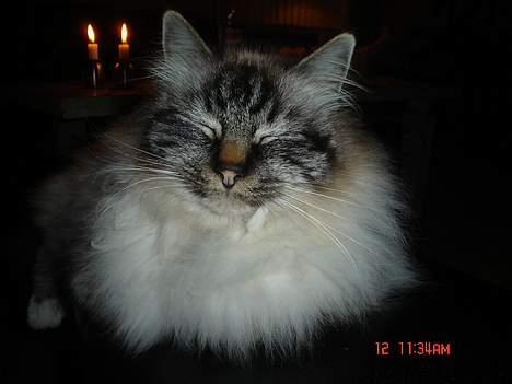 Hellig Birma EinsteinDØD :'( - Skide træls de ik kan lade mig være i fred, føler mig lidt som en fotomodel. billede 2