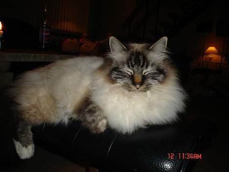 Hellig Birma EinsteinDØD :'( - Ved da godt jeg er lækker. billede 3