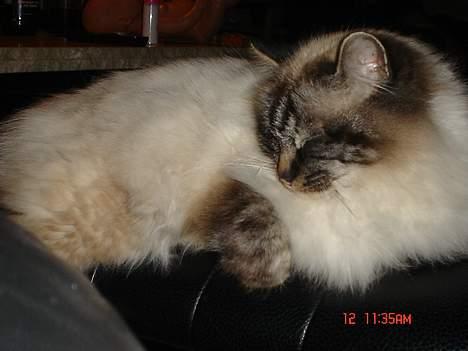 Hellig Birma EinsteinDØD :'( billede 4