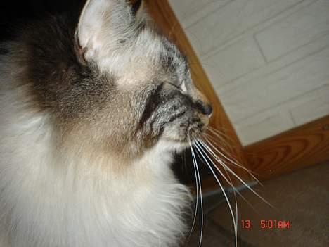 Hellig Birma EinsteinDØD :'( - ligner jeg ikke en løve , bare lidt ? q: billede 5