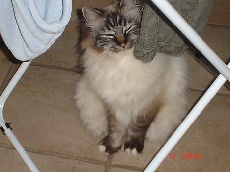 Hellig Birma EinsteinDØD :'( - Man kan da heller aldrig være i fred , her prøver jeg at gemme mig , men den gik ikke. billede 6