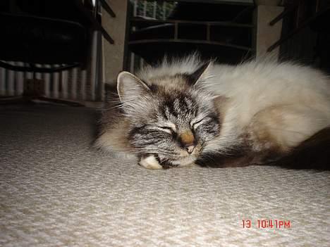 Hellig Birma EinsteinDØD :'( - lader bare som om jeg ikke ser dem. billede 7