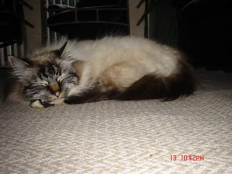 Hellig Birma EinsteinDØD :'( billede 8