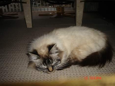 Hellig Birma EinsteinDØD :'( billede 9