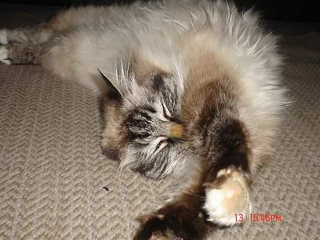 Hellig Birma EinsteinDØD :'( billede 10