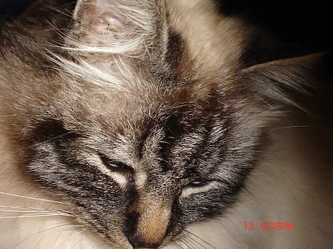 Hellig Birma EinsteinDØD :'( billede 11