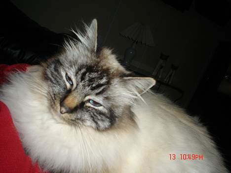 Hellig Birma EinsteinDØD :'( - Her ligger jeg på Camillas mave , dejlig blød (: billede 12