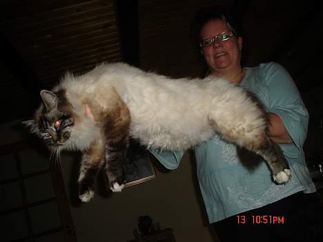 Hellig Birma EinsteinDØD :'( - her står mor med Einstein foldet ud . billede 13