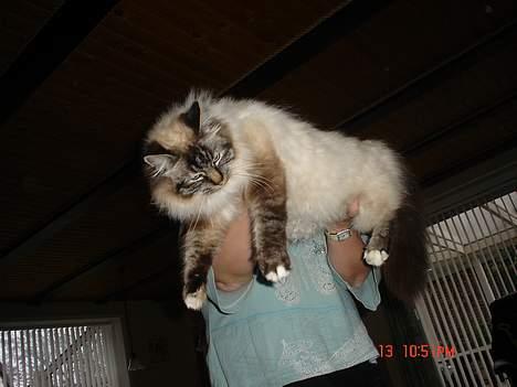 Hellig Birma EinsteinDØD :'( - det er egentlig ikke særligt sjovt . billede 14