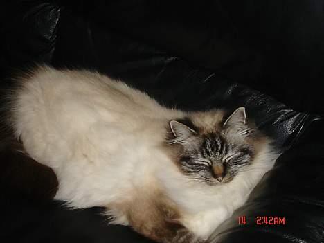 Hellig Birma EinsteinDØD :'( - her ligger jeg så , med selvtillid og lækkert hår., billede 15