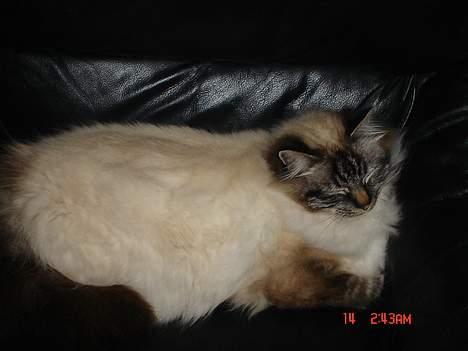 Hellig Birma EinsteinDØD :'( billede 16