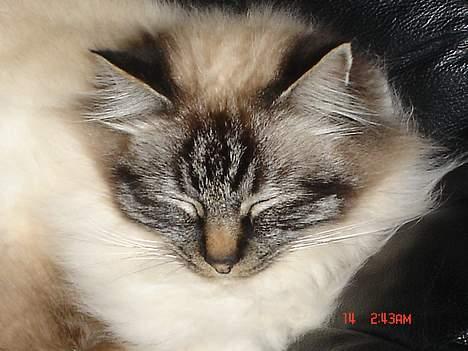 Hellig Birma EinsteinDØD :'( - altså den blitch er bare iri ! billede 17