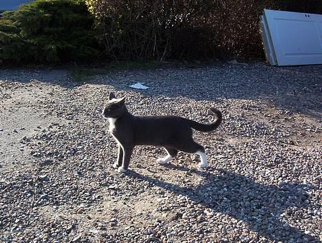 Blanding af racer gizmo  rip. <3 - hvad sker der dér???? billede 1