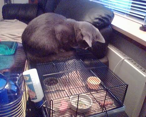 Blanding af racer gizmo  rip. <3 - morgen, middag eller aftensmad??? billede 2