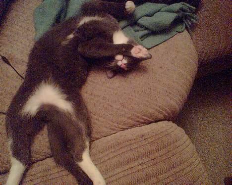 Blanding af racer gizmo  rip. <3 - ZZZZZzzzzzz Zz Zz billede 3