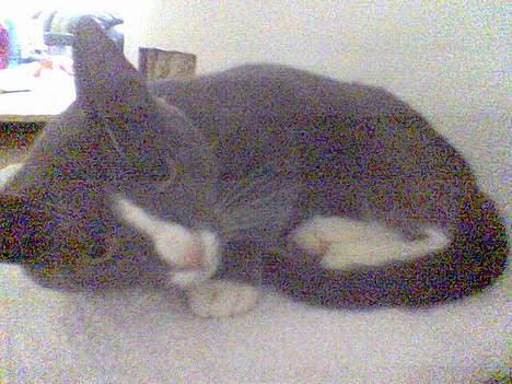 Blanding af racer gizmo  rip. <3 - jeg prøver lige at få noget søvn! billede 4