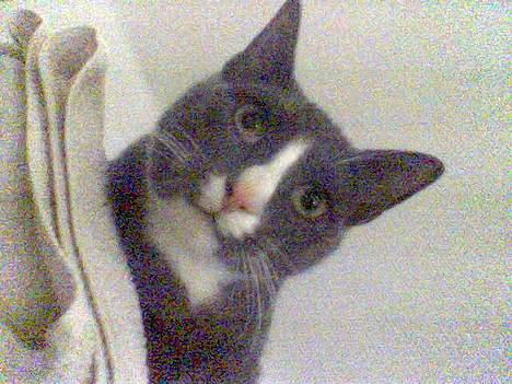 Blanding af racer gizmo  rip. <3 - hmmm... billede 5