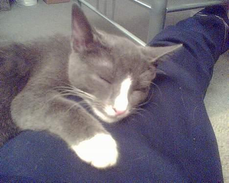 Blanding af racer gizmo  rip. <3 - åårhhhhhh putte hos far! billede 6