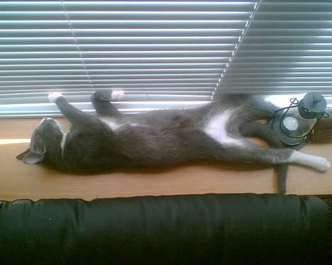 Blanding af racer gizmo  rip. <3 - og jeg kan li det! billede 7