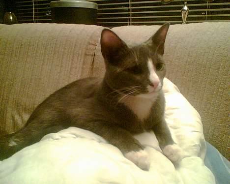 Blanding af racer gizmo  rip. <3 - king of the world!!! billede 8