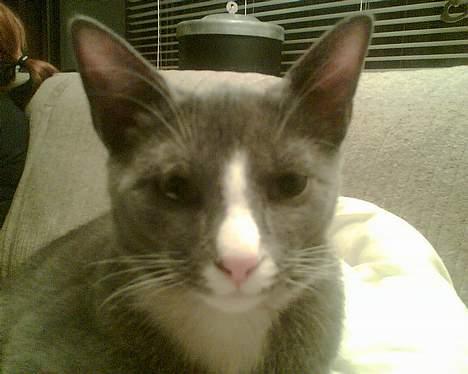 Blanding af racer gizmo  rip. <3 - I see you! billede 9