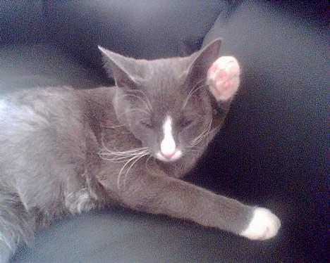 Blanding af racer gizmo  rip. <3 - hey maannn........... billede 10