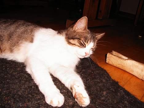 Huskat Frida - Ligger lige og får mig en lur på hundens tæppe ;) billede 1