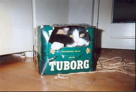 Huskat † Kashmir † - Kashmir elsker gemmeleg :-) billede 4