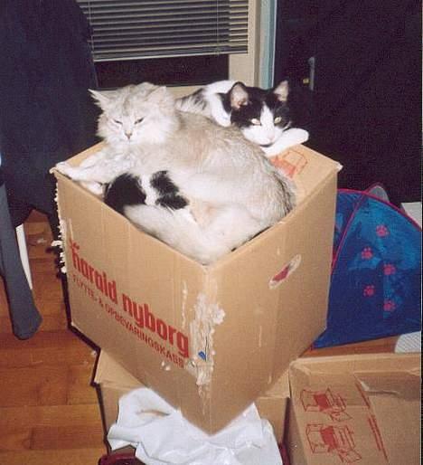 Huskat † Kashmir † - Ligger og hygger med en tidligere veninde billede 5