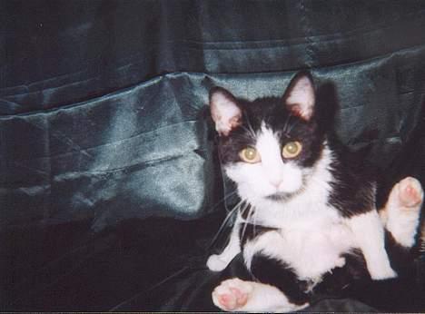 Huskat † Kashmir † - Lige været i bad og vil ikke forstyrres... billede 6