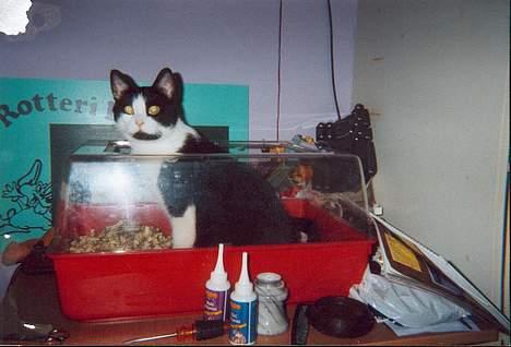 Huskat † Kashmir † - Skal jeg mon bor her??? billede 7