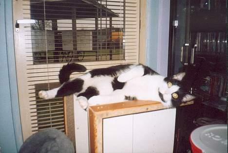 Huskat † Kashmir † - Se mig liiiige....:-) billede 8