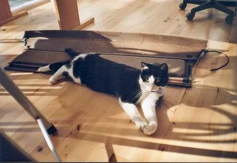 Huskat † Kashmir † - Har lige fundet en solstråle... billede 9