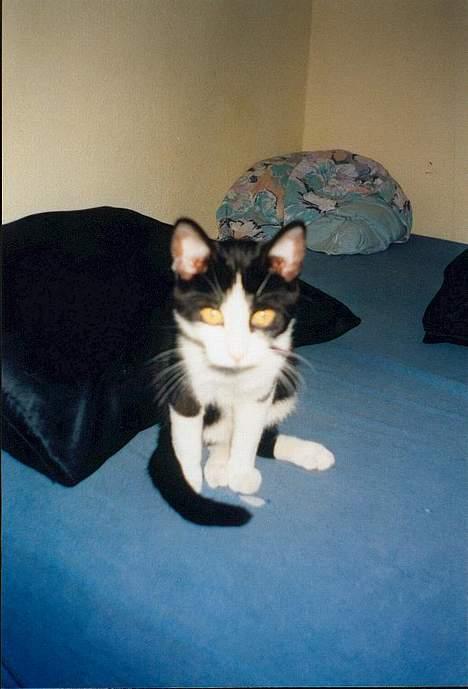 Huskat † Kashmir † - Kashmir ca 6 mdr billede 10