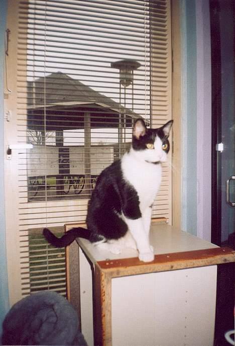 Huskat † Kashmir † billede 11