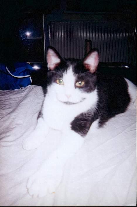 Huskat † Kashmir † - Halløj smukke... :-) billede 12