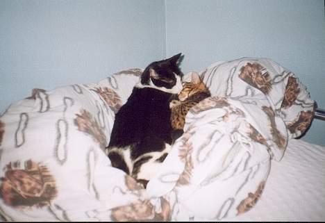 Huskat † Kashmir † - Kashmir putter med en tidligere ven billede 13