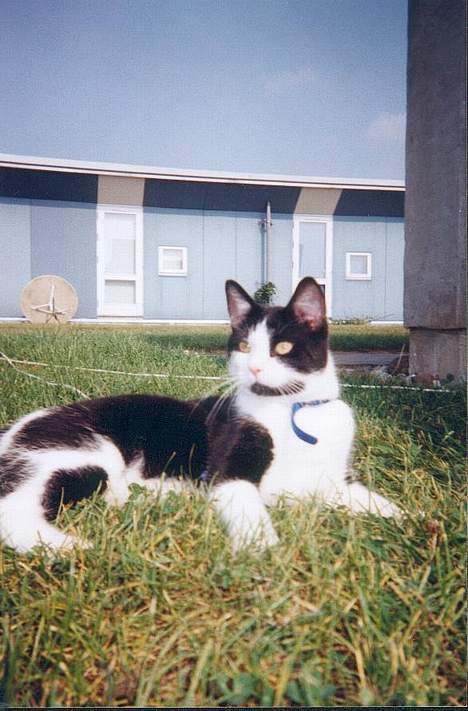 Huskat † Kashmir † - Ligger og hygger sig foran kollegiet, hvor vi boede... billede 14