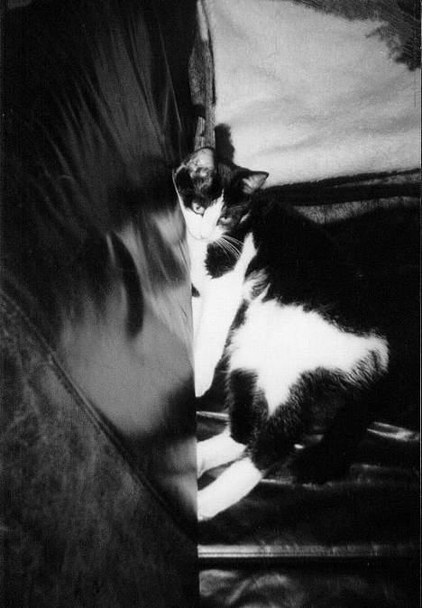 Huskat † Kashmir † - Sagde jo at han ku ligge på mærkelige måder... billede 15