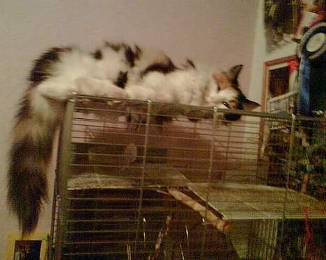 Blanding af racer † Nønne † - oven på fugleburet..? billede 15