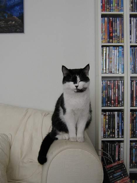 Blanding af racer O'malley billede 12