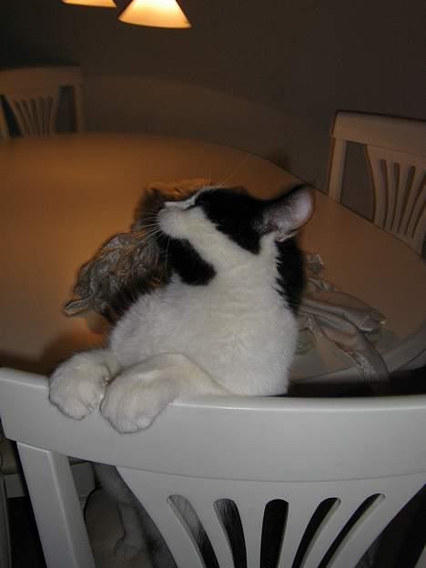 Blanding af racer O'malley billede 13